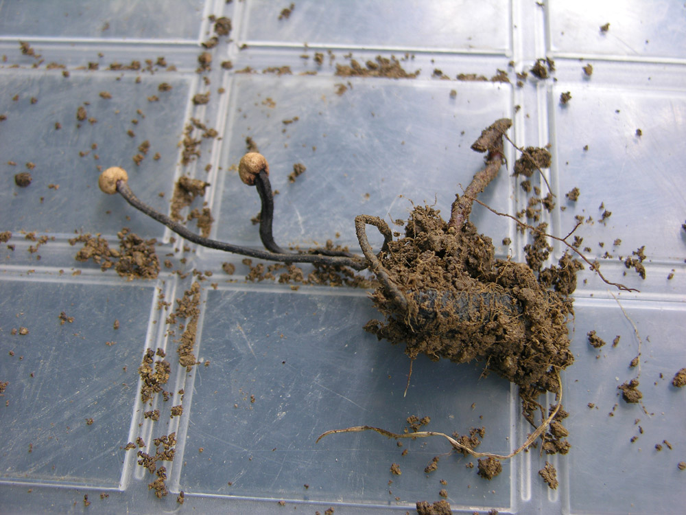 Ophiocordyceps entomorrhiza (Dicks.) G.H. Sung, J.M. Sung, H